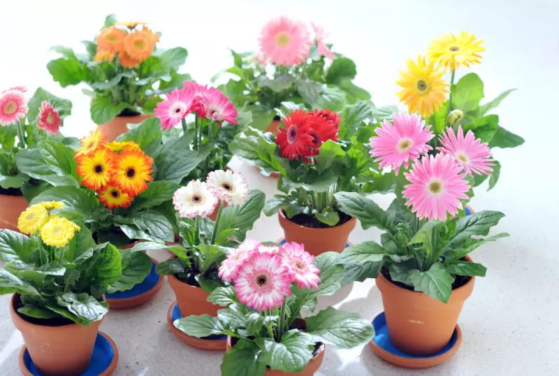 rośliny doniczkowe idealne na prezenty na dzien matki gerbera fot. Flower Council