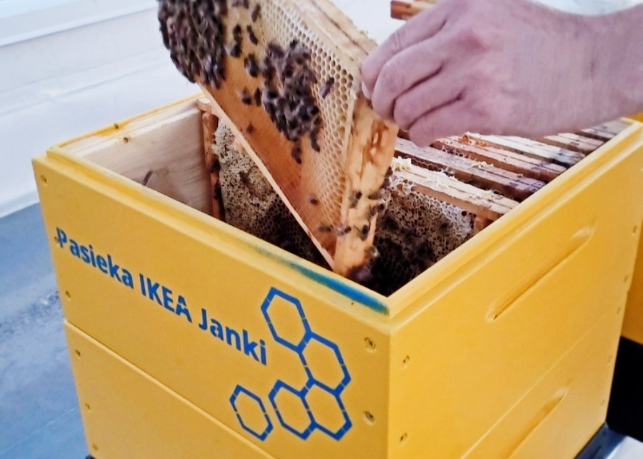 Pszczoły pasieka IKEA Janki, fot. mat. prasowe