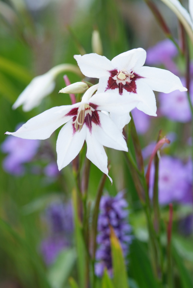 mieczyk abisyński Gladiolus callianthus Murielae fot. iBulb