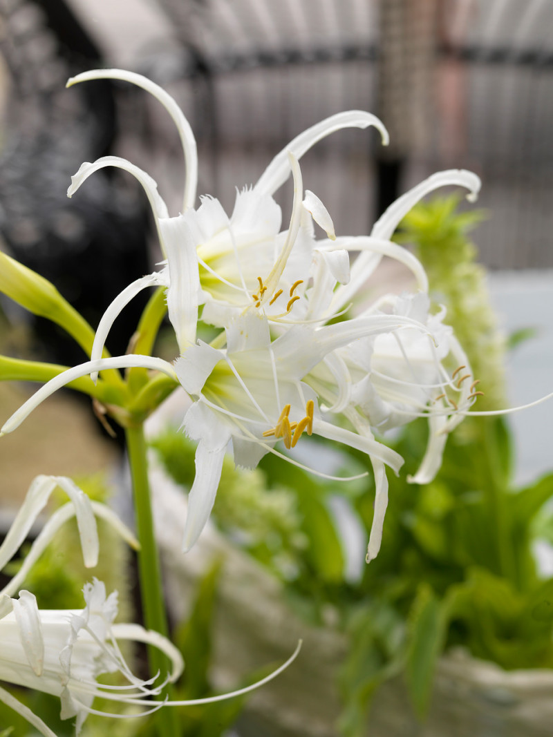 błonczatka Hymenocallis festalis Zwanenburg fot. iBulb