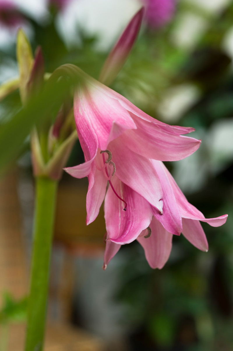 Krynia różowa Crinum powellii fot. iBulb