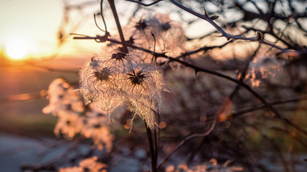 ogród z powojnikami fot. Holger Schué Pixabay