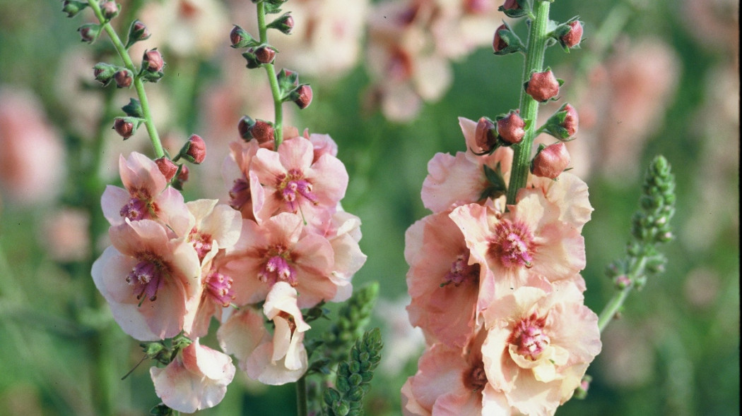 Dziewanna Verbascum Cotswold Beauty, fot. iVerde