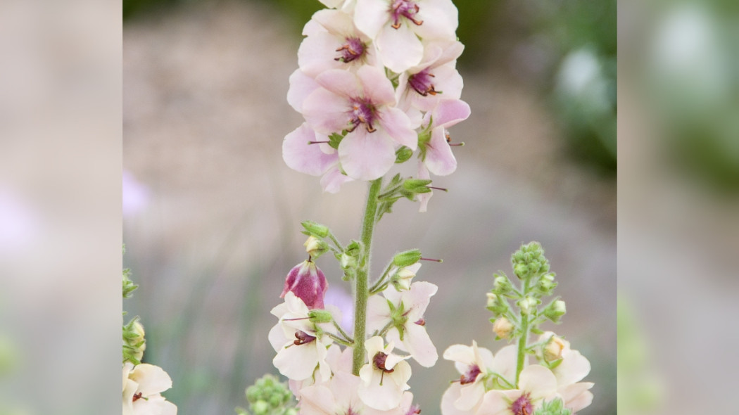 Dziewanna Verbascum Marlin, fot. iVerde