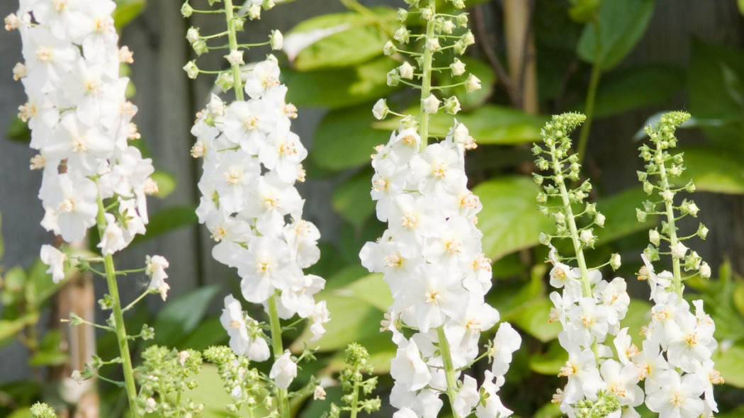 Dziewanna Verbascum White Pixie, fot. iVerde