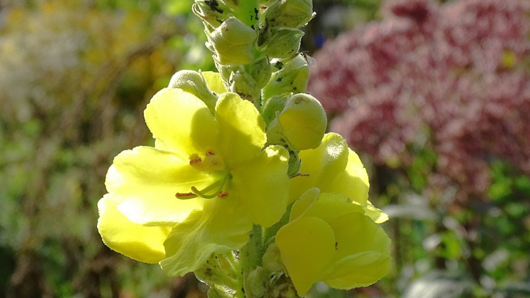 Dziewanna Mullein, fot. PommeGrenade - Pixabay