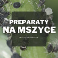 Produkty ekologiczne na mszyce | Jakie wybrać i gdzie kupić?