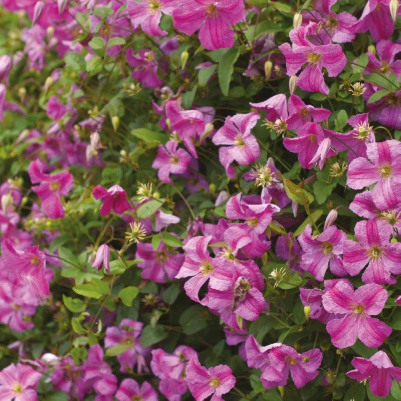 Powojnik Krakowiak fot. Clematis Źrodlo Dobrych Pnaczy