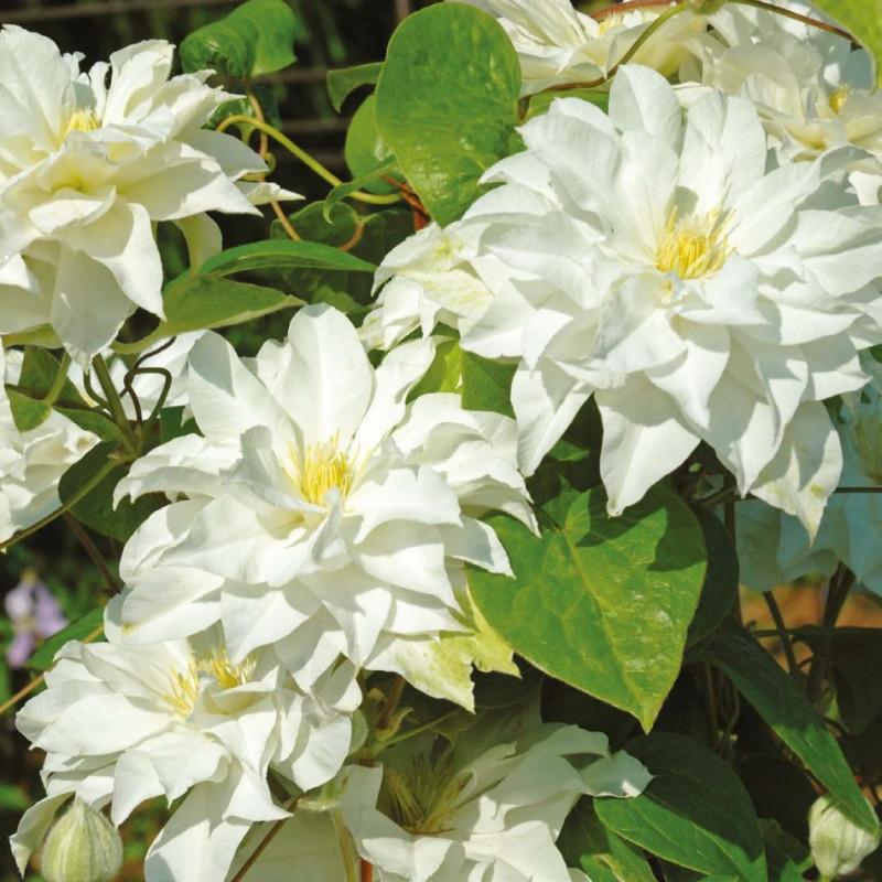 Powojnik Maria Sklodowska Curie fot. Clematis Źrodlo Dobrych Pnaczy