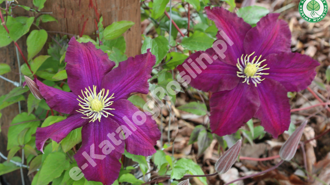 powojnik Clematis Warszawska Nike Fot. Grzegorz Falkowski ZSzP