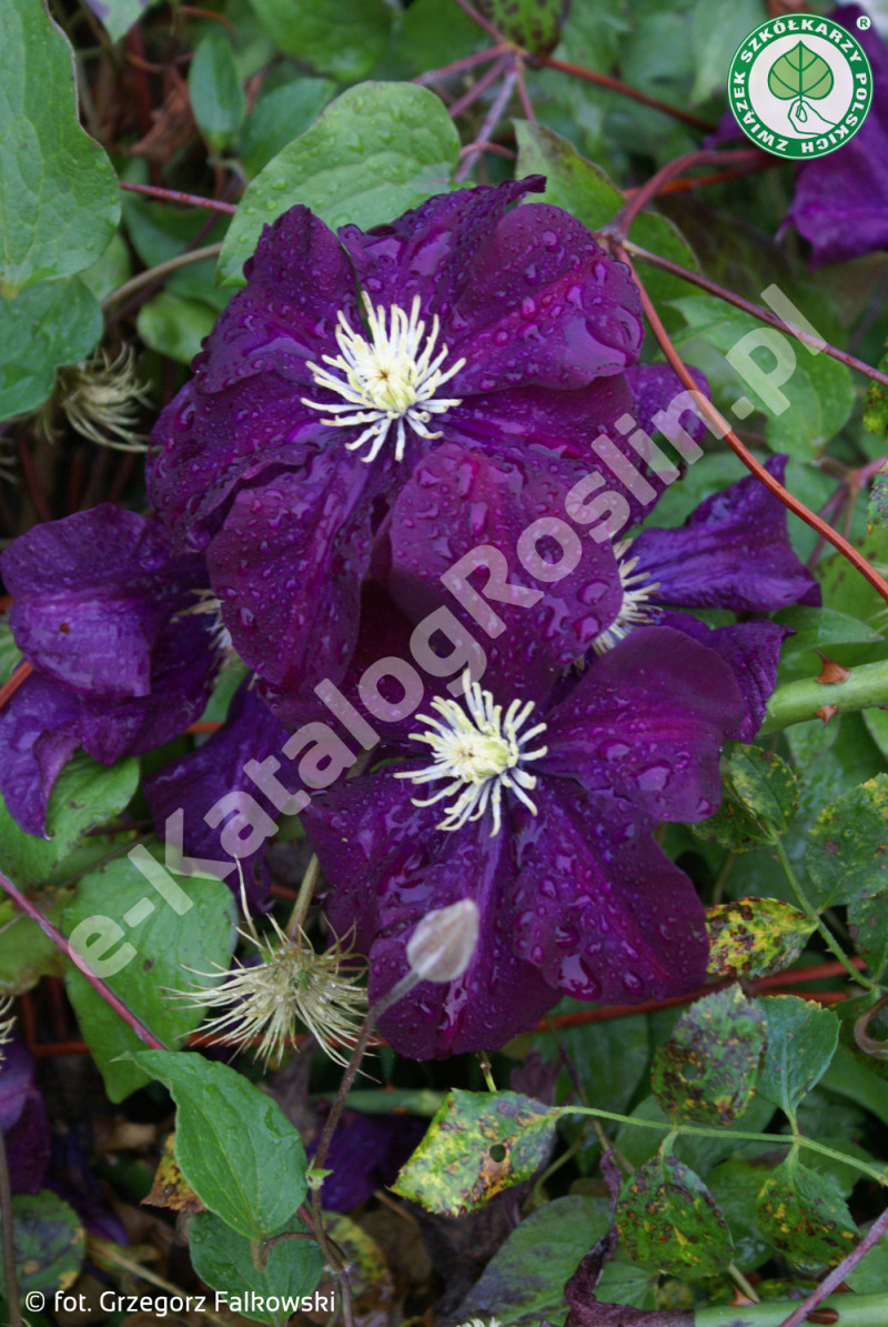 powojnik Clematis Warszawska Nike Fot. G. Falkowski ZSzP