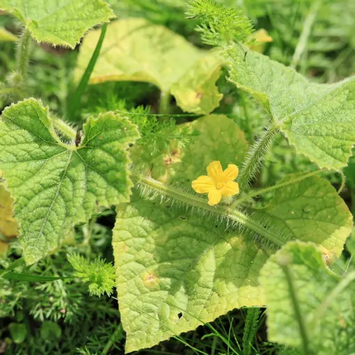 Kiwano / Ogórek kiwano