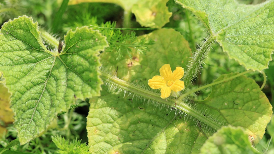 Kiwano liście i kwiat, fot. Frank Vincentz (CC BY-SA 3.0) - Wikimedia