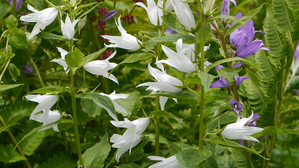 Dzwonek szerokolistny Campanula latifolia, fot. Dinesh Valke - Flickr