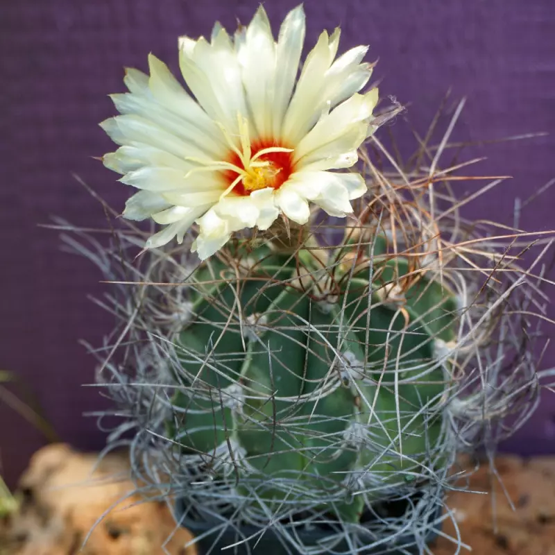 kaktus Astrophytum senile