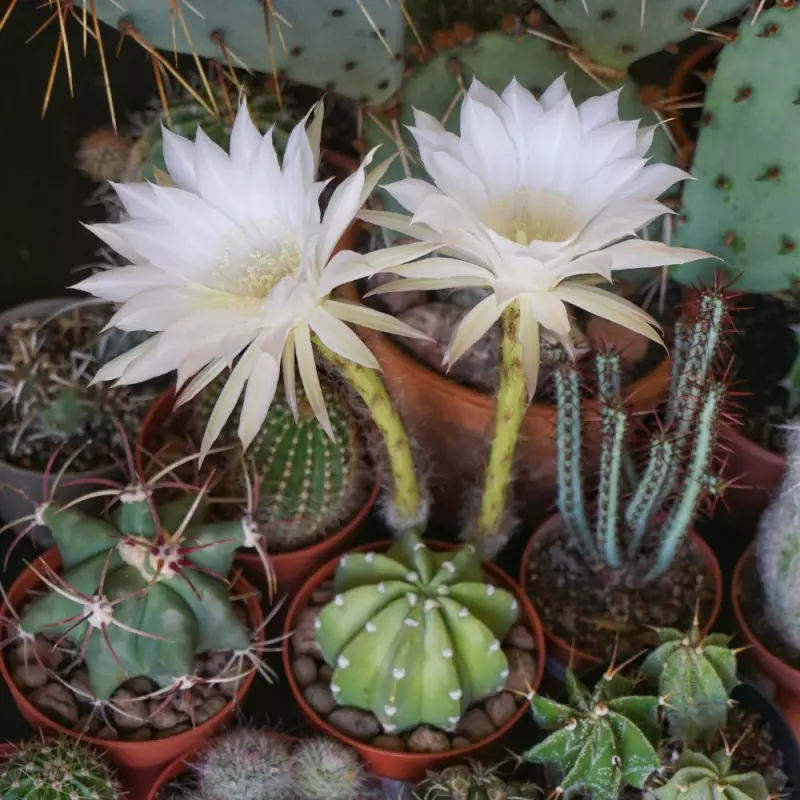 kaktus  Echinopsis subdenudata