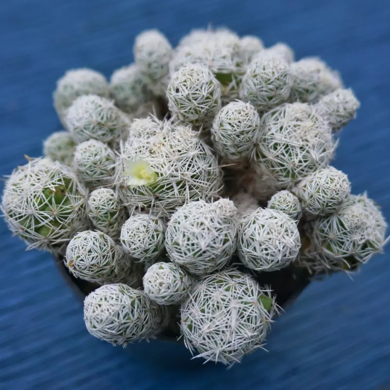 kaktus Mammillaria gracilis