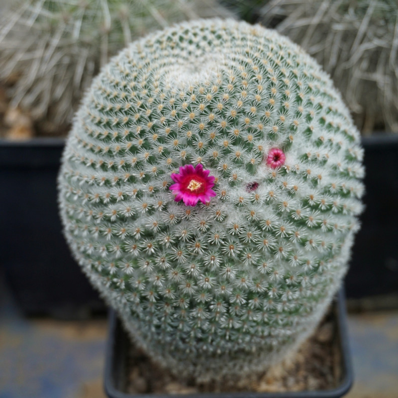 kaktus Mammillaria albilanata