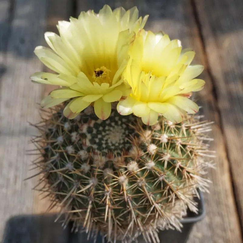 kaktus Notocactus mammulosus