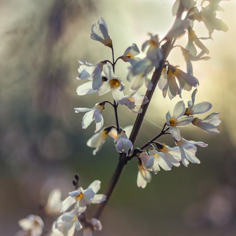 abeliofylium koreańskie Abeliophyllum distichum fot. Bożka Piotrowska