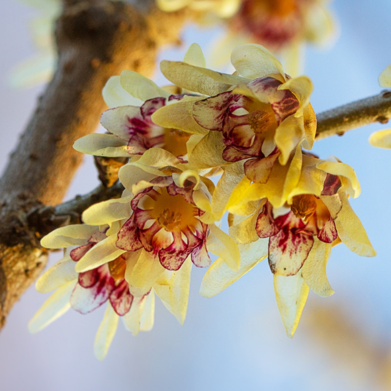 zimokwiat wczesny Chimonanthus praecox fot. Bożka Piotrowska