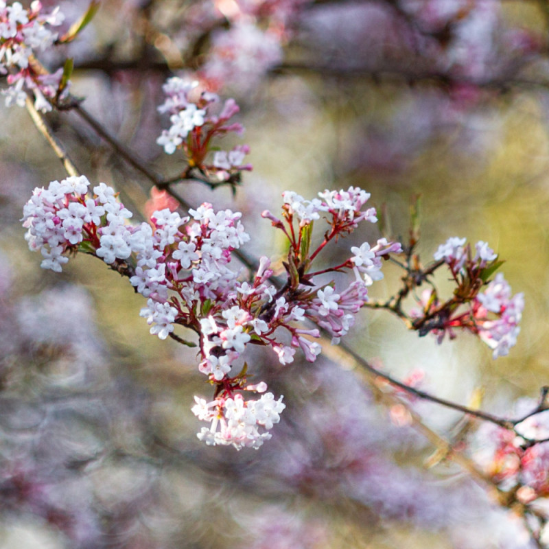 kalina bodnantska Viburnum × bodnantense fot. Bożka Piotrowska