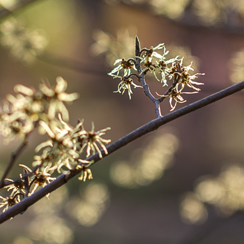 oczar pośredni Hamamelis x intermedia fot. Bożka Piotrowska