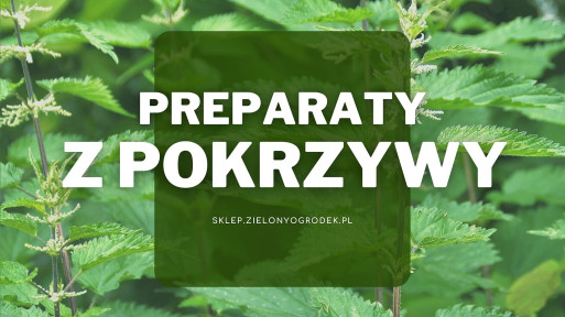 Naturalne preparaty z pokrzywy | Jakie wybrać i gdzie kupić?