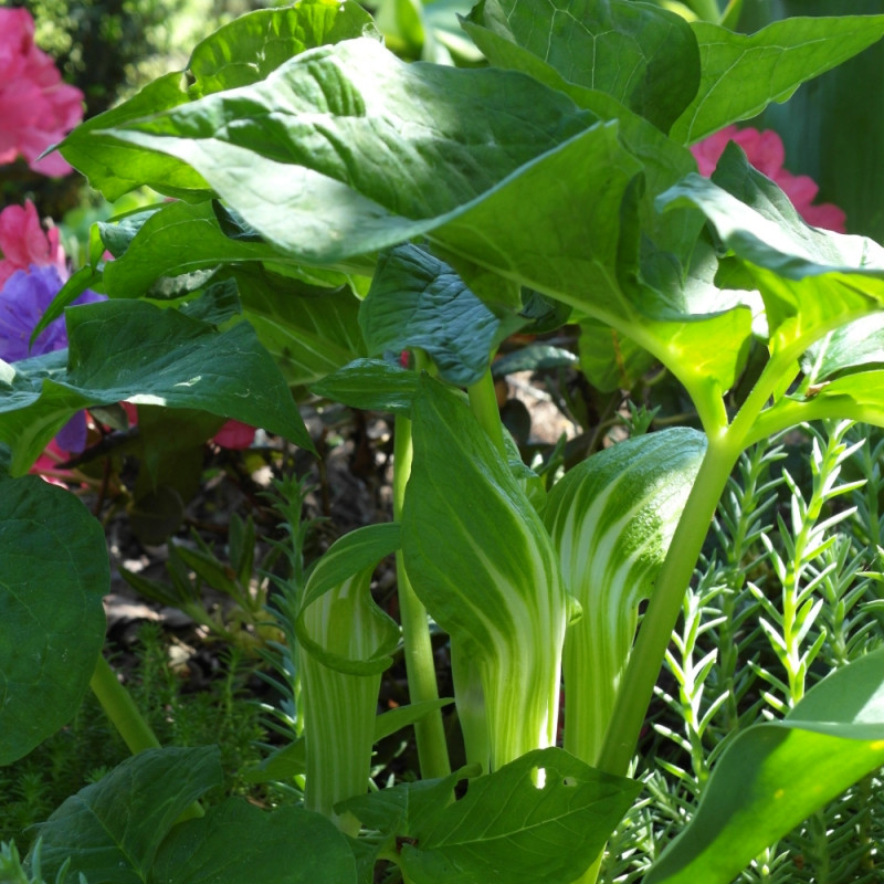 rośliny do cienia arizema amurska Arisaema amurense