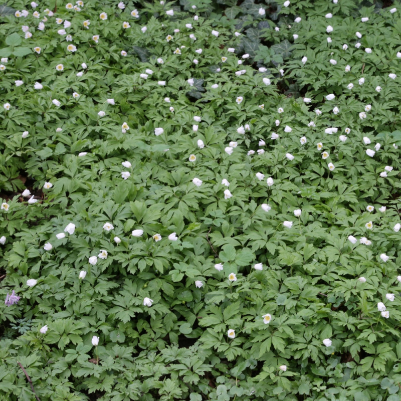 rośliny do cienia zawilec gajowy Anemone nemorosa