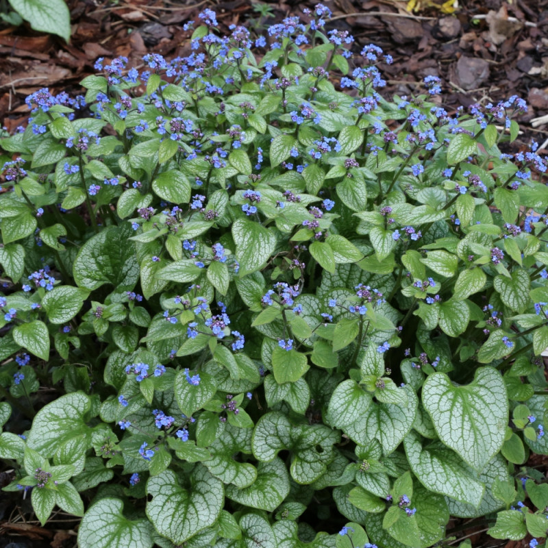 rośliny do cienia brunera wielkolistna Brunnera macrophylla