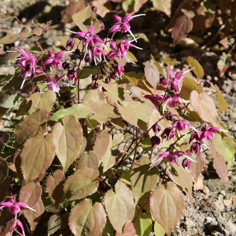 rośliny do cienia epimedium wielkokwiatowe Epimedium grandiflorum