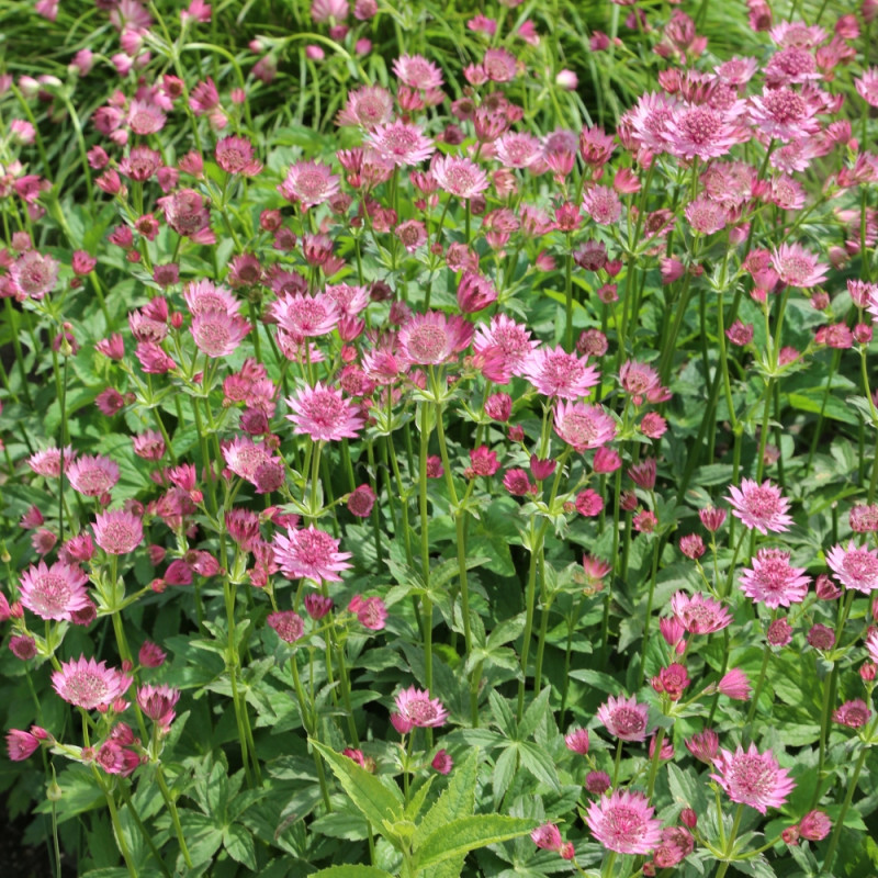 rośliny do cienia jarzmianka większa Astrantia major