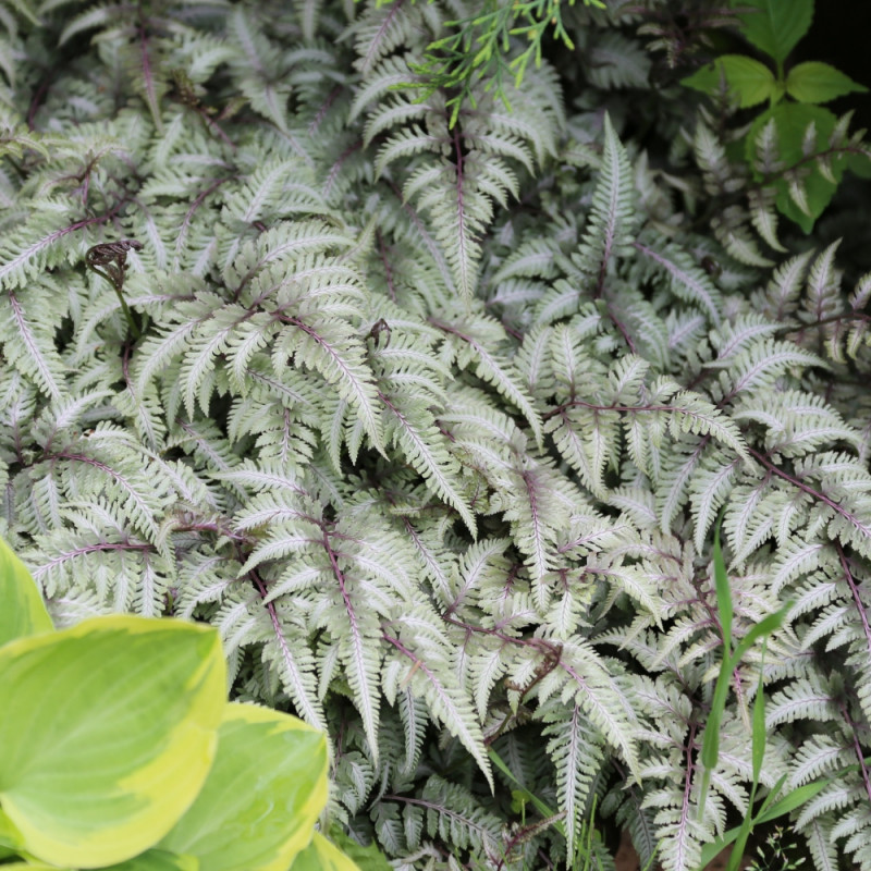 rośliny do cienia wietlica japońska Athyrium nipponicum var.pictum