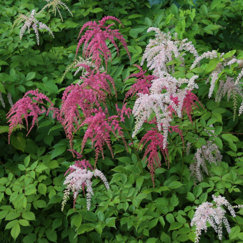 rośliny do cienia tawułka Astilbe Betsy Cuperus