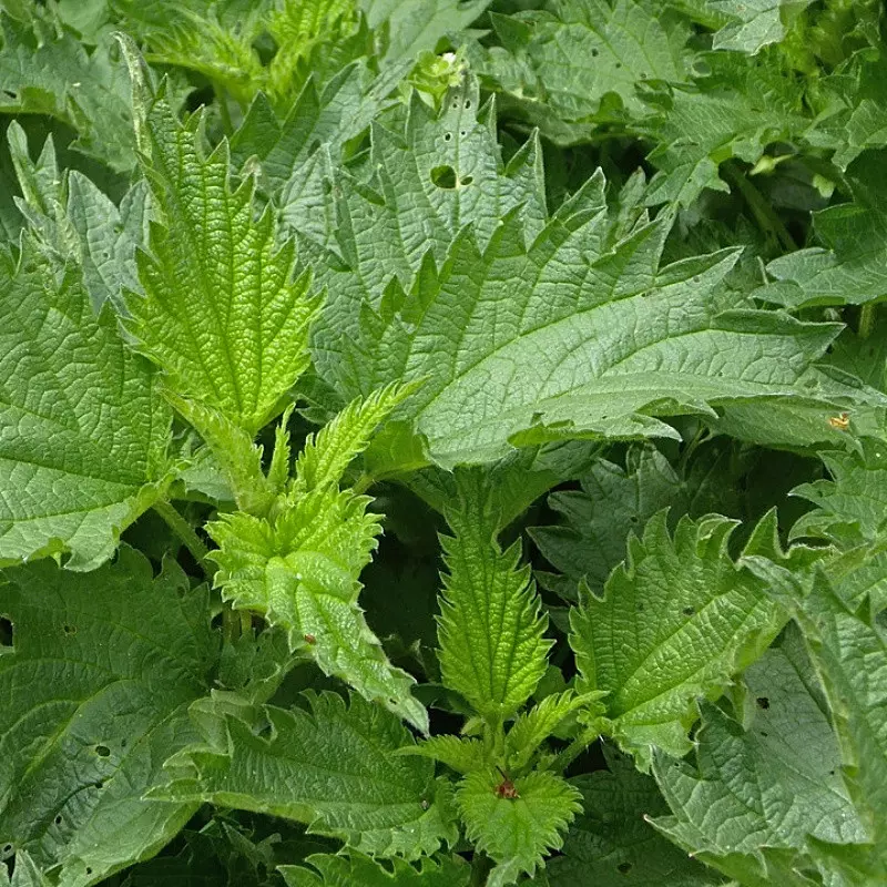 Pokrzywa zwyczajna zebrana do zrobienia gnojówki