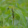 Metody na mszyce | Naturalne zapobieganie i walka ze szkodnikami