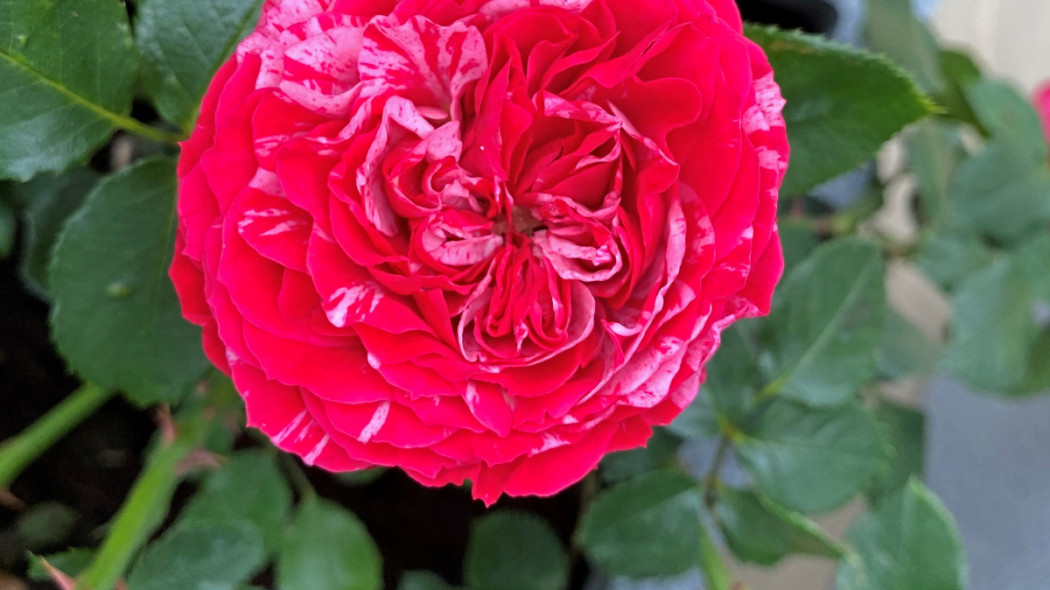 Róża 'Duke of Edinburgh Rose', fot. Harkness Roses