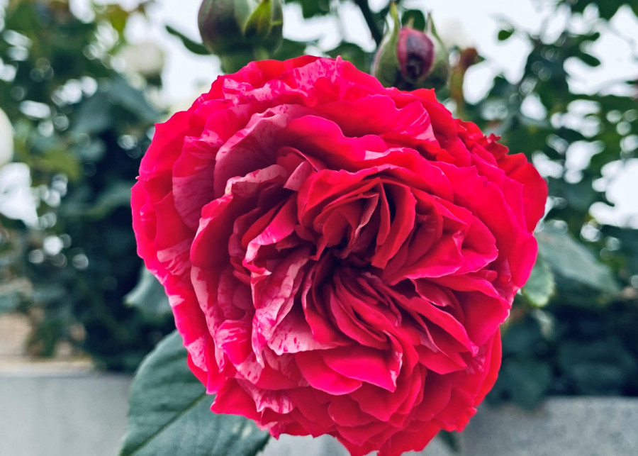 Róża 'Duke of Edinburgh Rose', fot. Harkness Roses