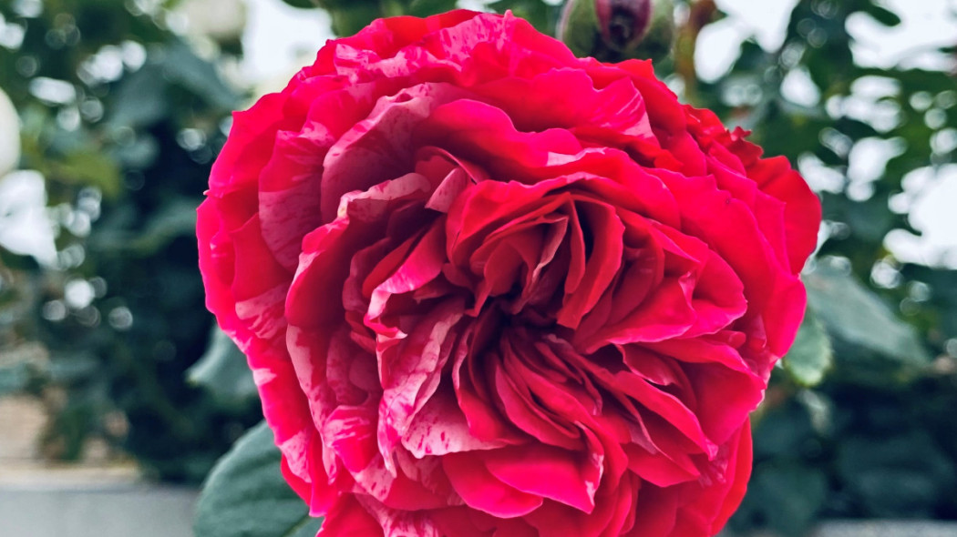 Róża 'Duke of Edinburgh Rose', fot. Harkness Roses