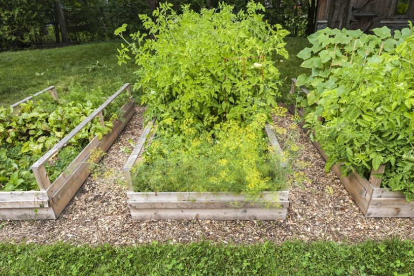 Warzywa na podwyższonej grządce (ang. raised bed)