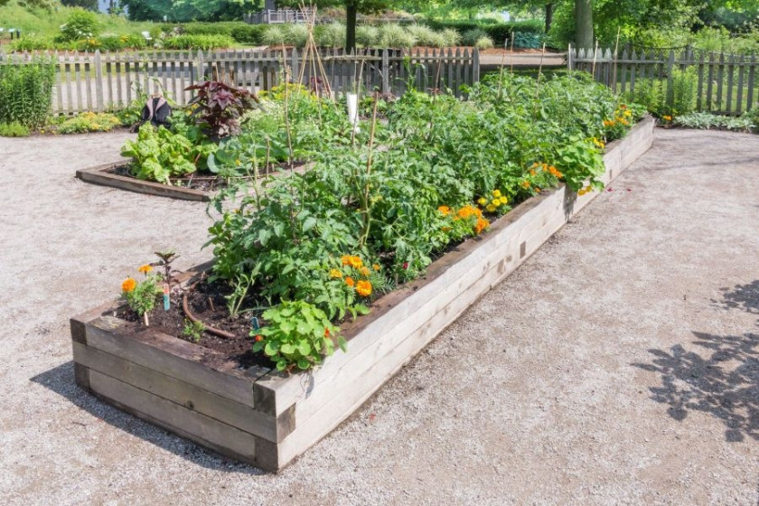 Warzywa na podwyższonej grządce (raised bed)