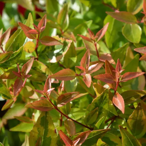 Abelia wielkokwiatowa