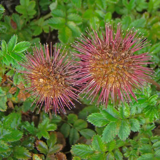 Acena drobnolistna
