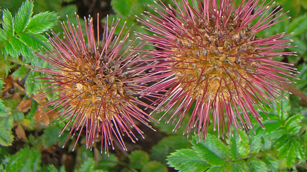 Acaena microphylla Acena drobnolistna, fot. Dick Culbert (CC BY 2.0) - Flickr