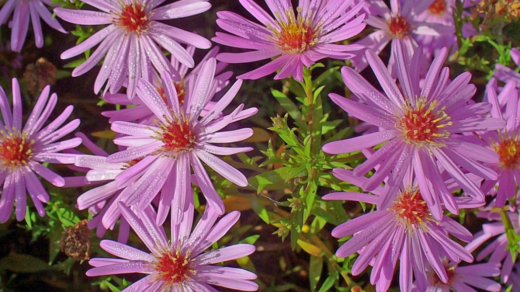 Aster krzaczasty Symphyotrichum dumosum, fot. Llez (CC BY-SA 3.0) - Wikimedia