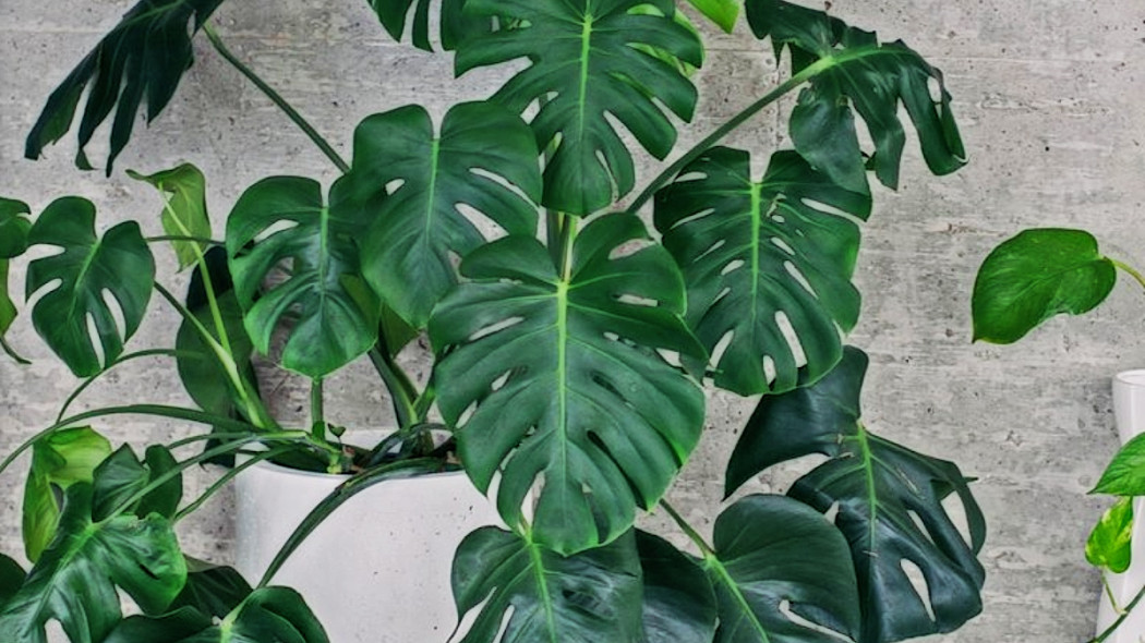 Monstera dziurawa, fot. Farah Ghazal - Burst