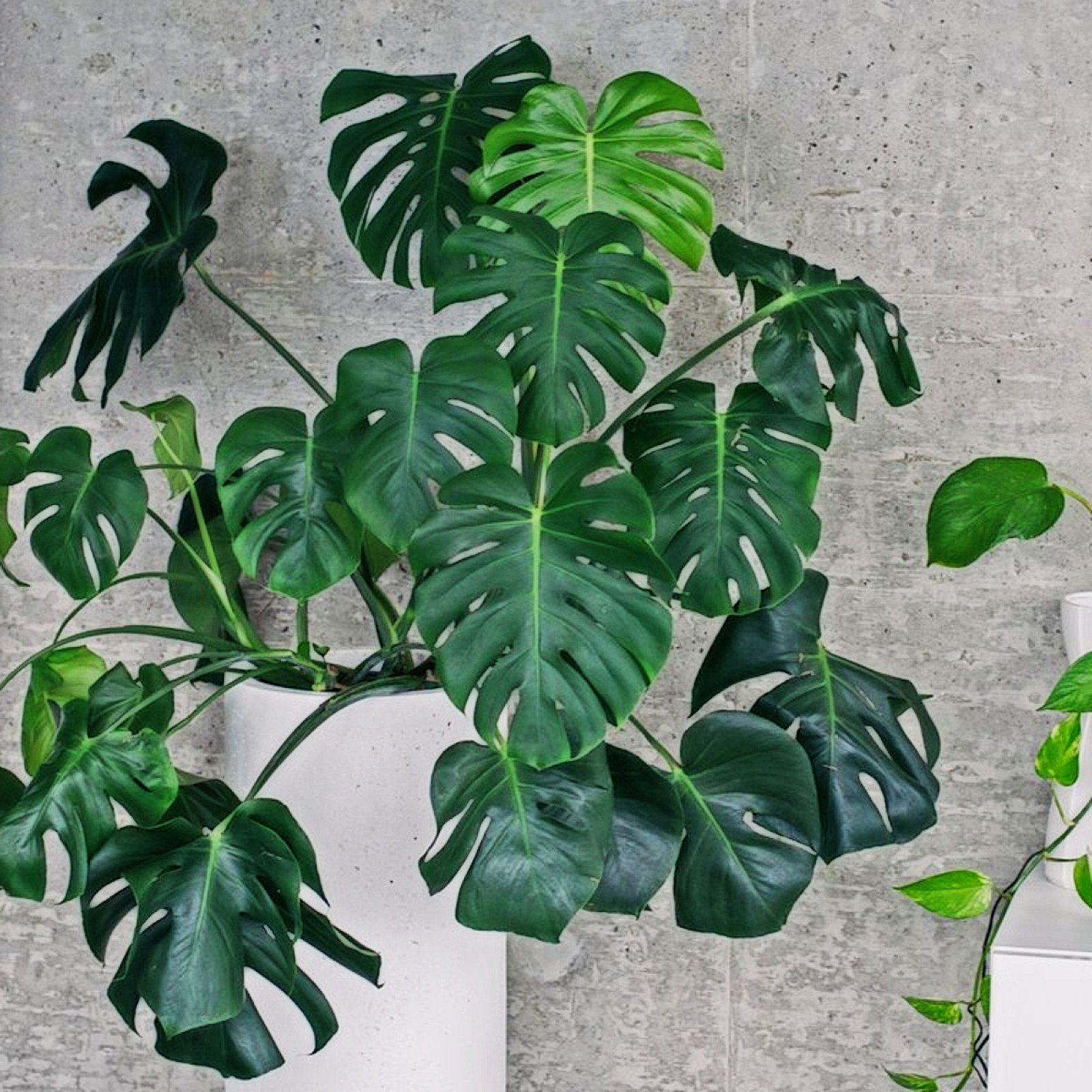 Monstera dziurawa (Monstera deliciosa) - opis, wygld, wymagania, uprawa i  pielgnacja