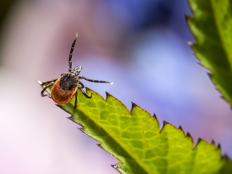Eksperci radzą – jak odstraszać i usuwać kleszcze?