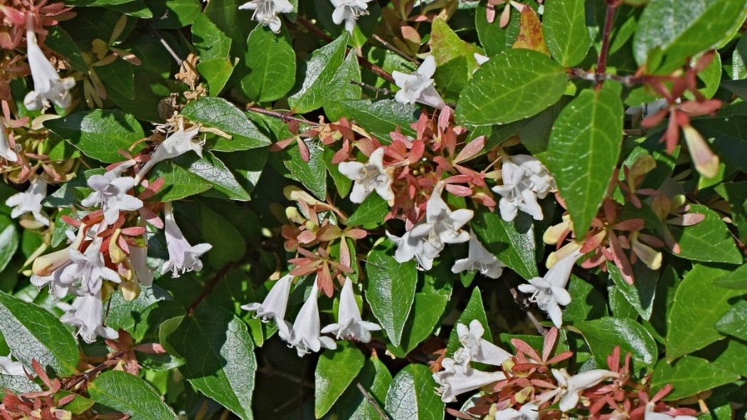 Abelia wielkokwiatowa Linnaea Abelia grandiflora, fot. Jan Haerer - Pixabay